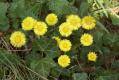 Flora: Colt's-foot (Tussilago farfara)